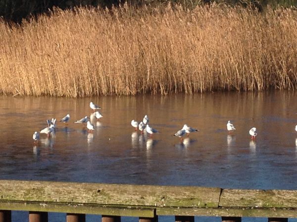 Nature reserve lake