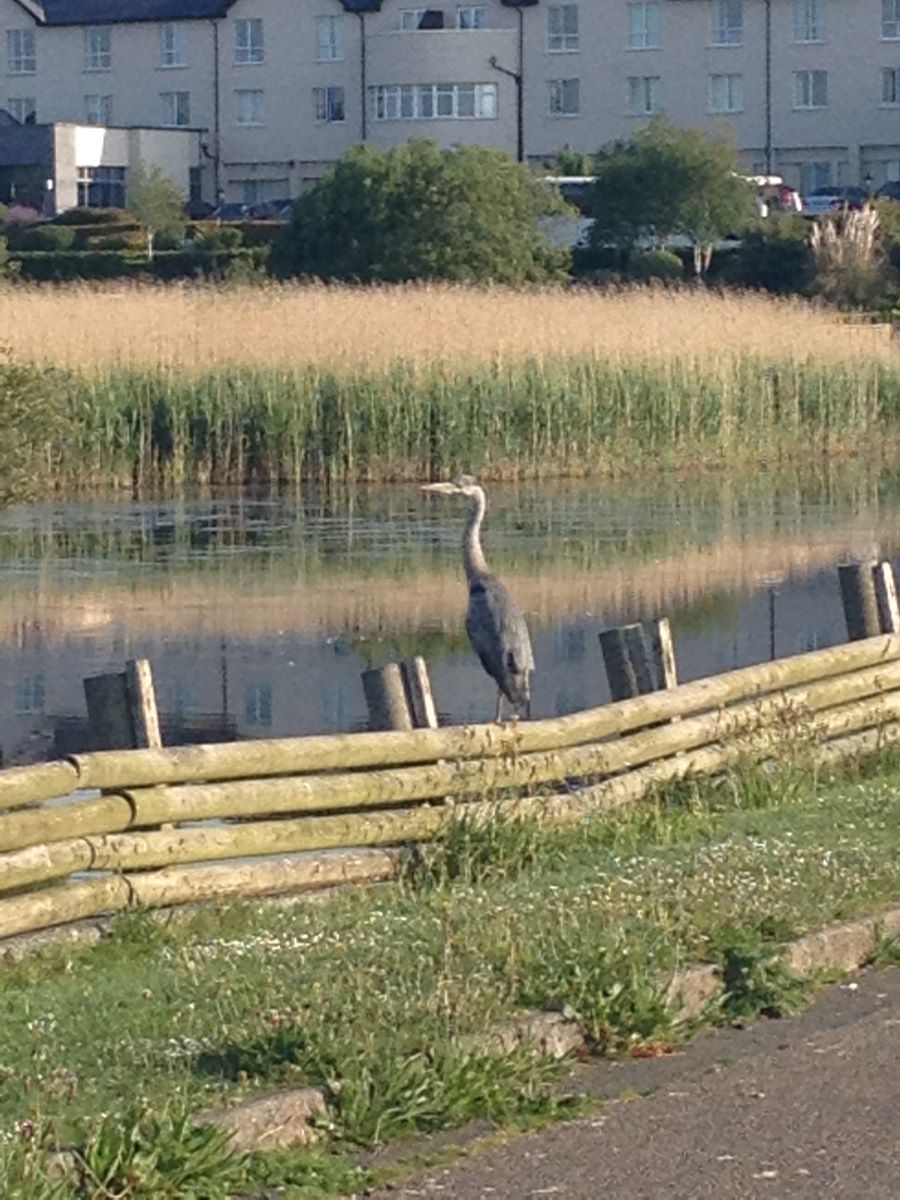 Nature reserve with heron perched on railing