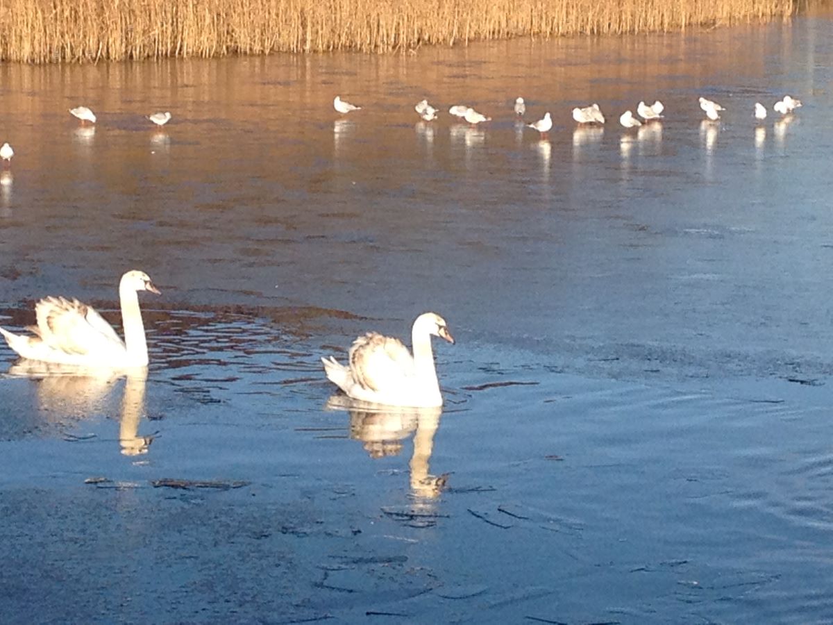 Nature reserve showing swans